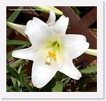 lilly_IMG_2835 copy * 720 x 684 * (506KB)